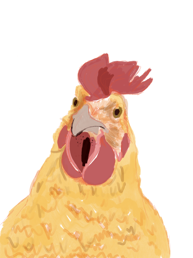 Illustration: my pet chicken, peaches, she's peachy in colour and has a floppy red comb and a look of seriouslness about her 